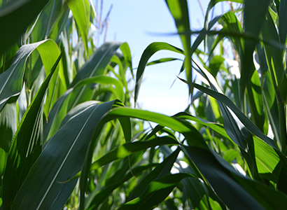 玉米作为饲料原料的主要营养特点